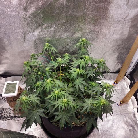 Northern Lights Auto growlog timeline photo