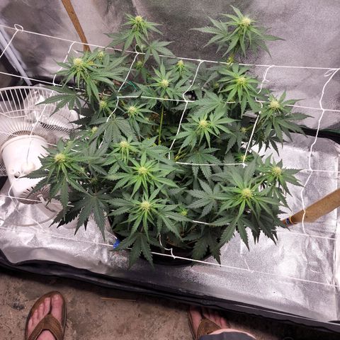 Northern Lights Auto growlog timeline photo
