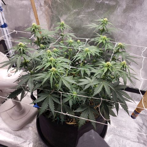 Northern Lights Auto growlog timeline photo