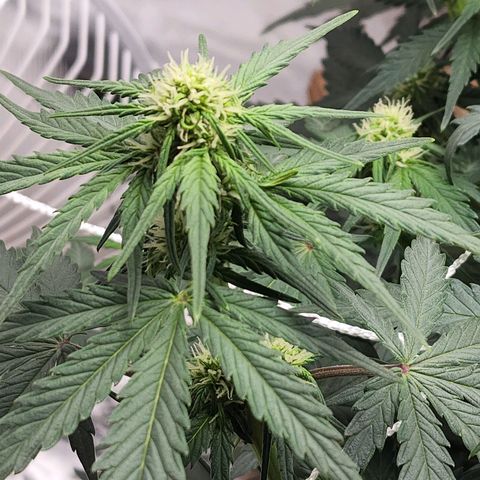 Northern Lights Auto growlog timeline photo