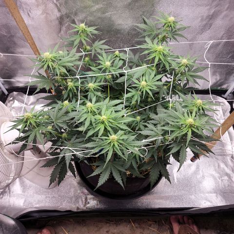 Northern Lights Auto growlog photo: Added trellis 