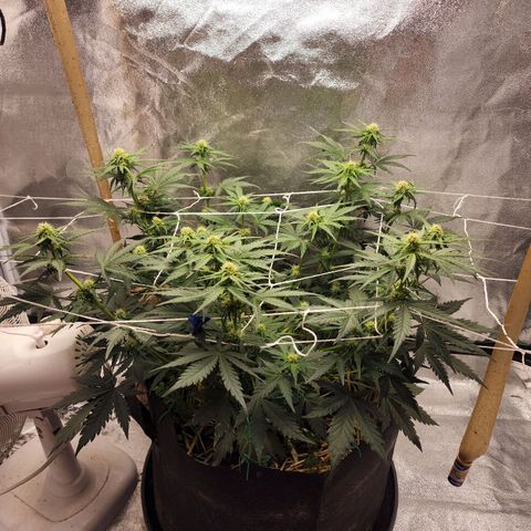 Northern Lights Auto growlog photo: Added trellis 