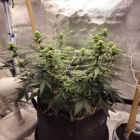 Northern Lights Auto growlog timeline photo
