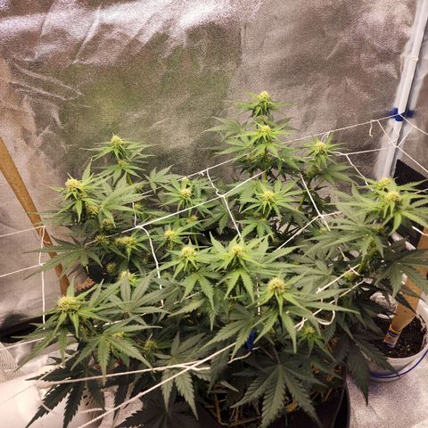 Northern Lights Auto growlog timeline photo