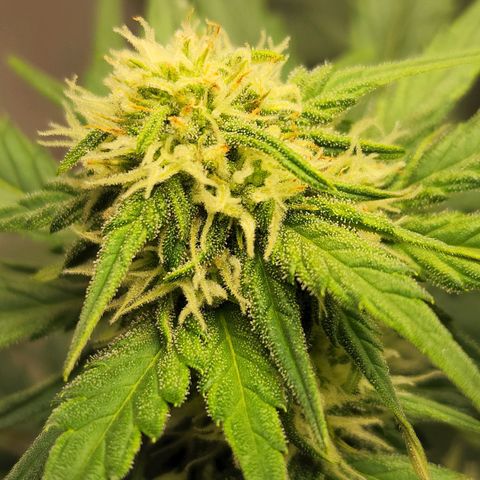 Northern Lights Auto growlog timeline photo