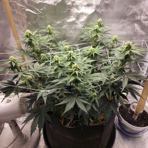Northern Lights Auto growlog timeline photo