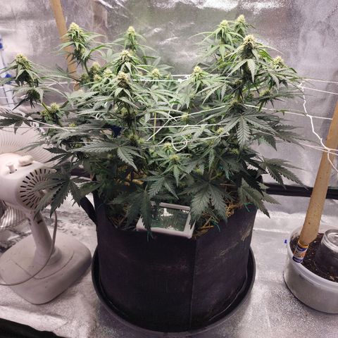 Northern Lights Auto growlog timeline photo