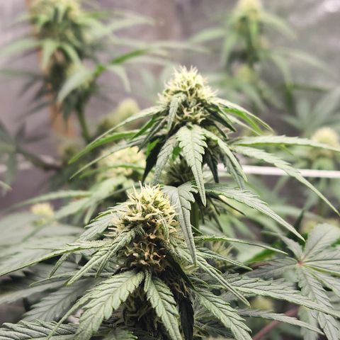 Northern Lights Auto growlog timeline photo