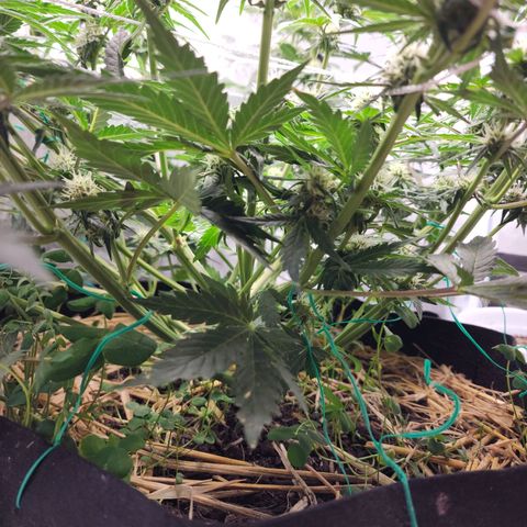 Northern Lights Auto growlog timeline photo