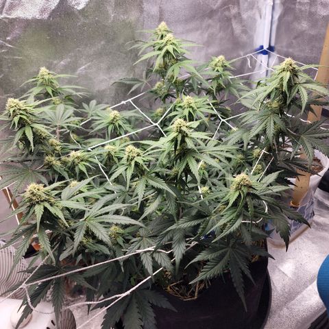 Northern Lights Auto growlog timeline photo