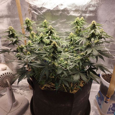 Northern Lights Auto growlog timeline photo
