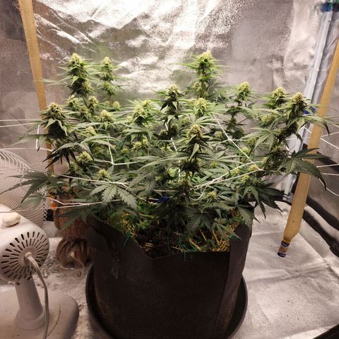 Northern Lights Auto growlog timeline photo