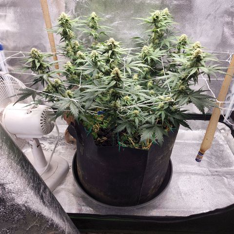 Northern Lights Auto growlog timeline photo
