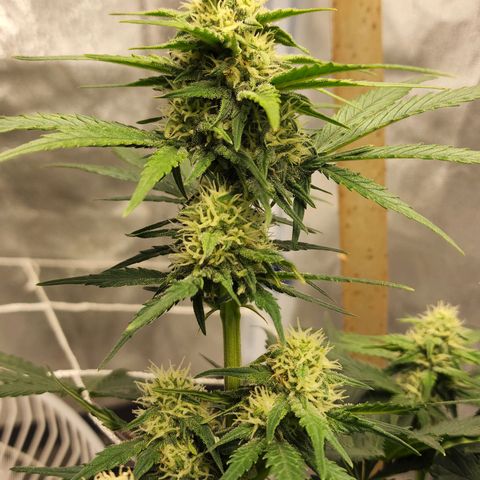 Northern Lights Auto growlog timeline photo