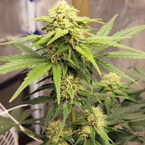 Northern Lights Auto growlog timeline photo