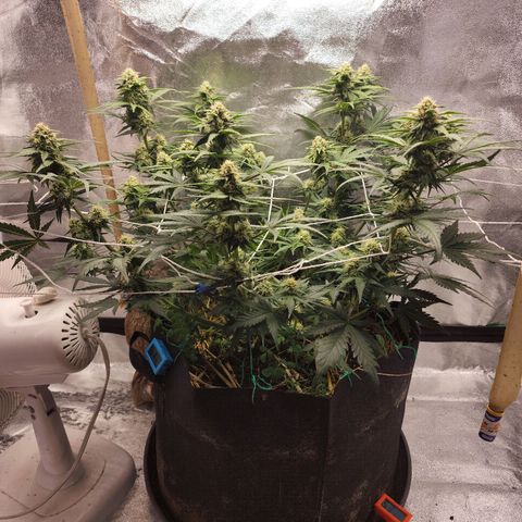 Northern Lights Auto growlog timeline photo