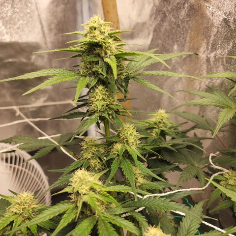 Northern Lights Auto growlog timeline photo