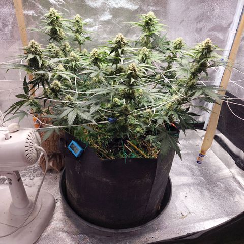Northern Lights Auto growlog timeline photo