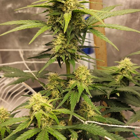 Northern Lights Auto growlog timeline photo