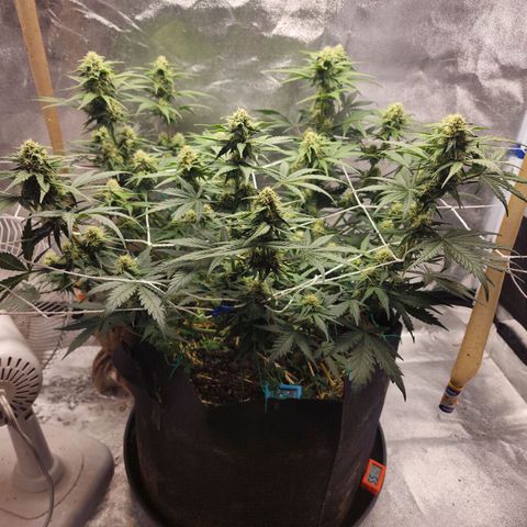 Northern Lights Auto growlog timeline photo