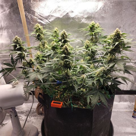 Northern Lights Auto growlog timeline photo