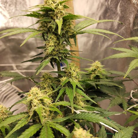 Northern Lights Auto growlog timeline photo