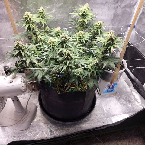Northern Lights Auto growlog timeline photo