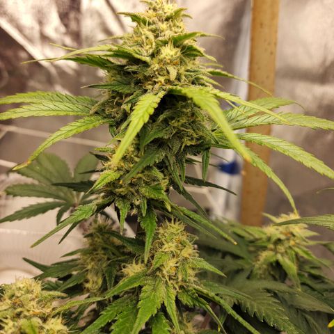 Northern Lights Auto growlog timeline photo