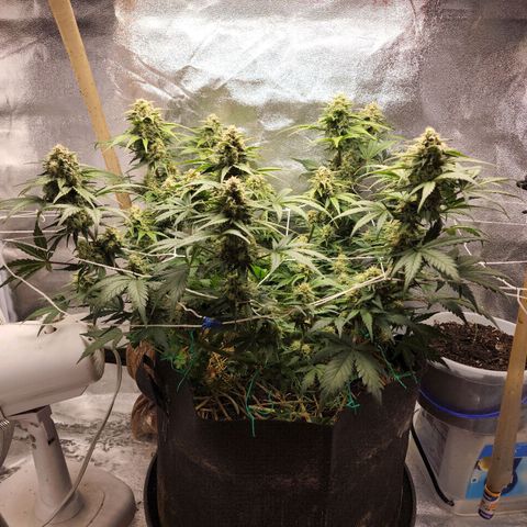 Northern Lights Auto growlog timeline photo