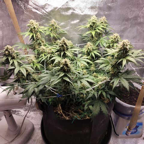 Northern Lights Auto growlog timeline photo
