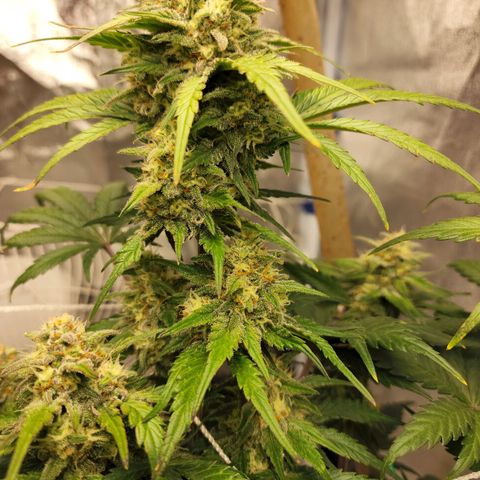 Northern Lights Auto growlog timeline photo