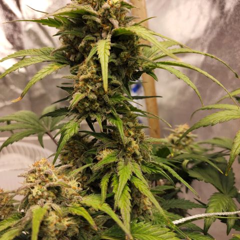 Northern Lights Auto growlog timeline photo