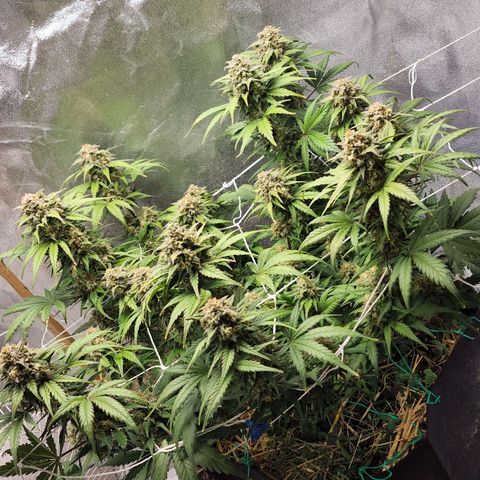 Northern Lights Auto growlog timeline photo