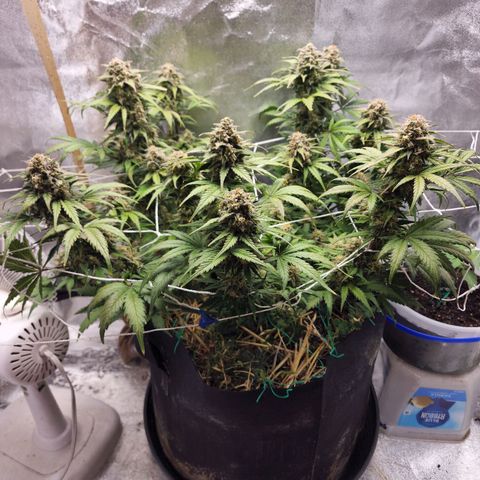 Northern Lights Auto growlog timeline photo
