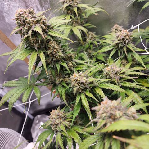 Northern Lights Auto growlog timeline photo