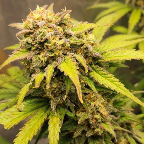 Northern Lights Auto growlog timeline photo