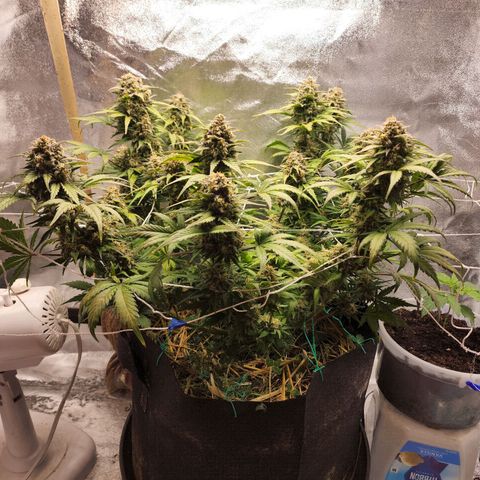 Northern Lights Auto growlog timeline photo