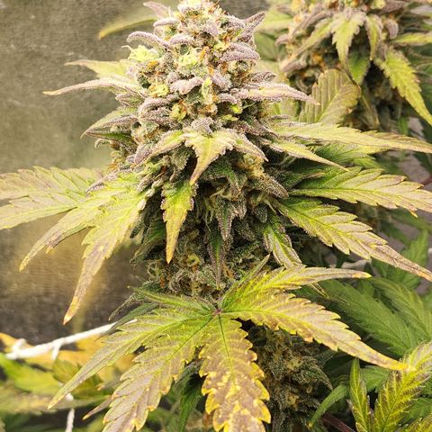 Northern Lights Auto growlog timeline photo