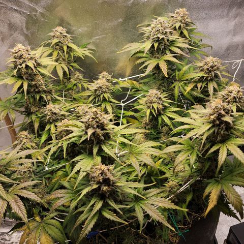 Northern Lights Auto growlog timeline photo