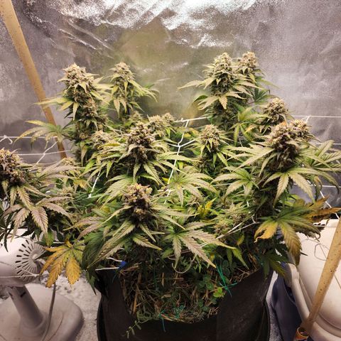 Northern Lights Auto growlog timeline photo