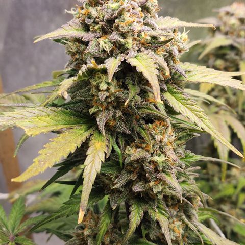 Northern Lights Auto growlog timeline photo