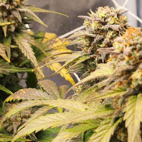Northern Lights Auto growlog timeline photo