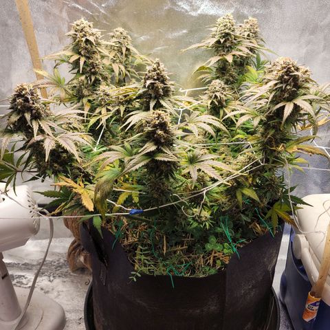 Northern Lights Auto growlog timeline photo