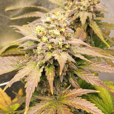 Northern Lights Auto growlog timeline photo