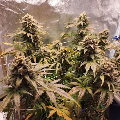 Northern Lights Auto growlog timeline photo