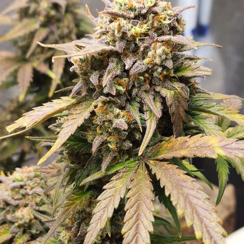 Northern Lights Auto growlog timeline photo