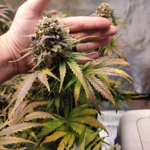 Northern Lights Auto growlog timeline photo
