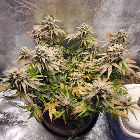 Northern Lights Auto growlog timeline photo