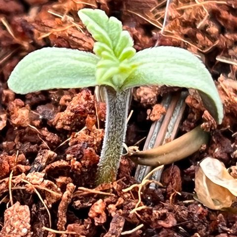 Blueberry Bliss Auto growlog photo: Due Pflanze hat sich geöffnet!