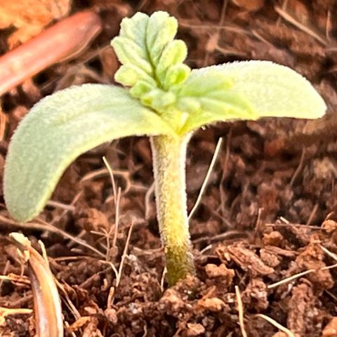 Blueberry Bliss Auto growlog timeline photo